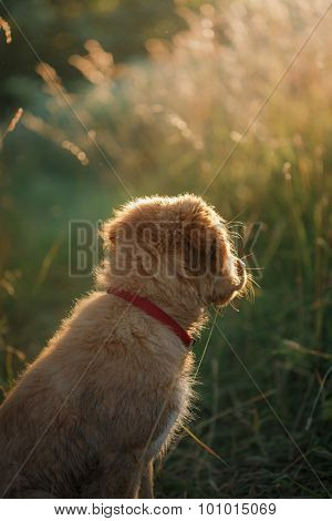 Dog Nova Scotia Duck Tolling Retriever