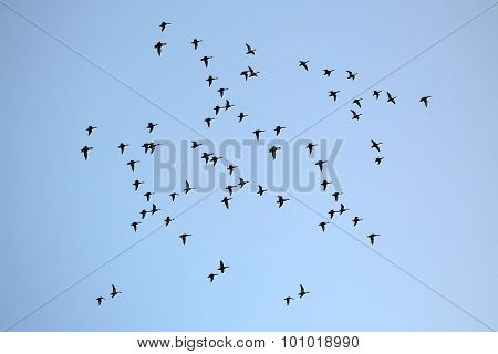 Many Birds In Sky