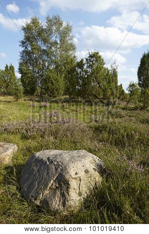 Luneburg Heath - Heathland With Stone Rock