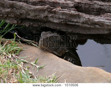 Lagarto ocultar