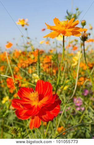 Closeup Orange Cosmos Flowers Or Sulfur Cosmos
