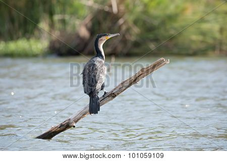 Greater White-breasted Cormorant On Branch In Lake