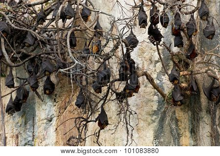 Flying foxes colony hanging on dead branches on a cliff in Ko Lanta island, Thailand