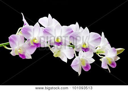 Pink Dendrobium