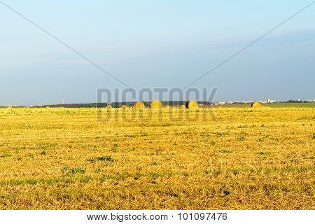 Field With Round Bales After Harvest