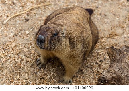 Alpine Marmot (marmota Marmota) In The Aviary Zoo. The Protagonist Of The Beautiful Tradition - Grou