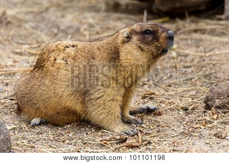 Alpine Marmot (marmota Marmota) In The Aviary Zoo. The Protagonist Of The Beautiful Tradition - Grou