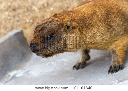 Alpine Marmot (marmota Marmota) In The Aviary Zoo. The Protagonist Of The Beautiful Tradition - Grou