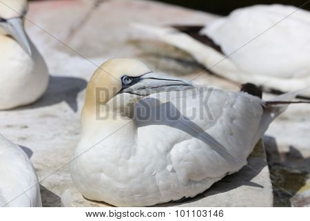 Northern Gannet