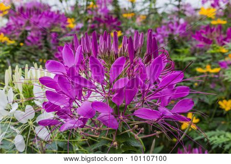 Fragrant And Flourish Spider Flowers