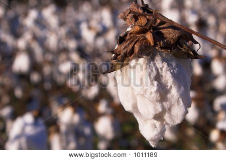 Cotton Boll