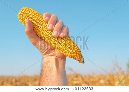 Farmer Holding Harvested Corn Cob