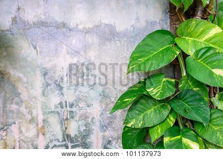 Epipremnum Aureum Plant Growing On Cement Wall.