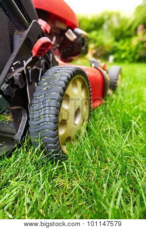 Lawn mower cutting green grass in backyard.Gardening background.