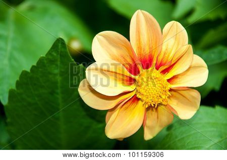 Fresh Yellow Flowers With Dew Drops