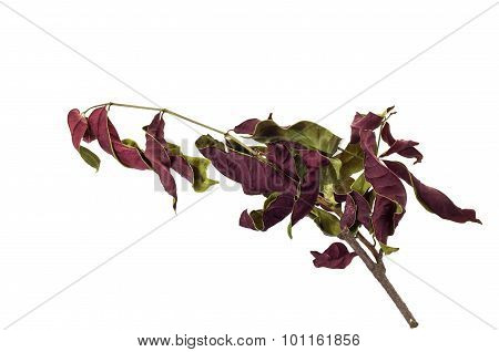 Dry Leaf