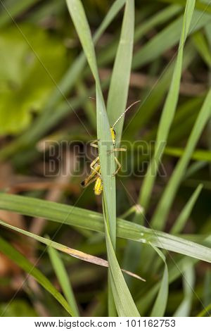 Grasshopper Hiding Behind Grass