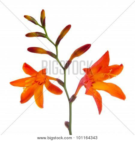 Crocosmia (Montbretia) Flowers On White Background