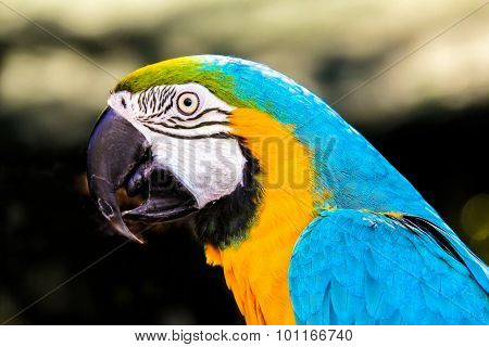 Parrot Macaws ( Ara Ararauna)