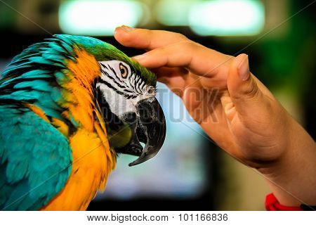 Playing With Parrot Macaws ( Ara Ararauna)