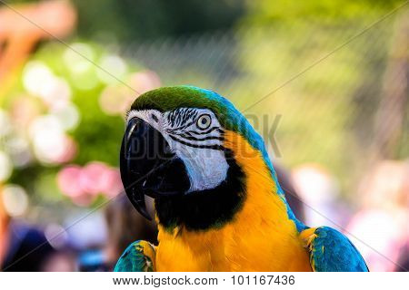 Parrot Macaws ( Ara Ararauna)