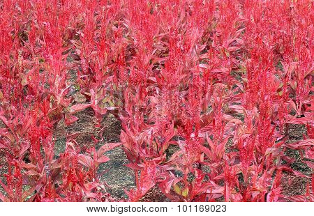 Red Celosia Argentea In The Graden
