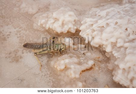 Russian Dead Sea - Lake Baskunchak, Russia