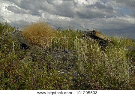 steppe plants