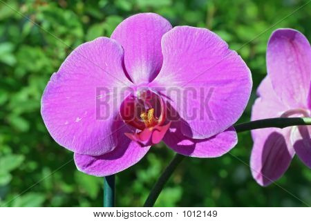 Purple Orched