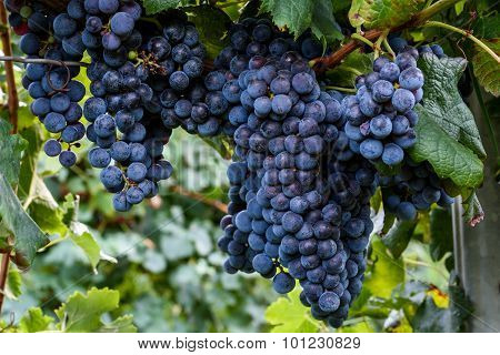 Isabella Grapes Growing On A Branch In Vineyard