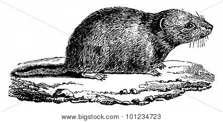 Common vole, vintage engraved illustration. Natural History of Animals, 1880.