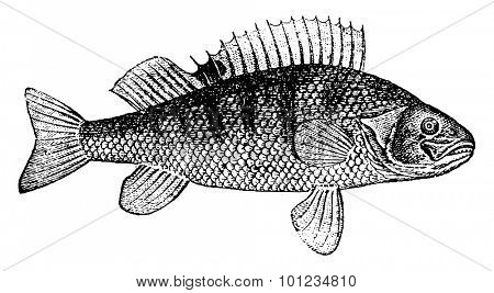 Perch, vintage engraved illustration. Natural History of Animals, 1880.