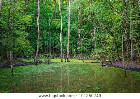 forest lake with standing water