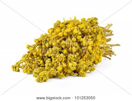 Glaucous Cassia Flower On White Background