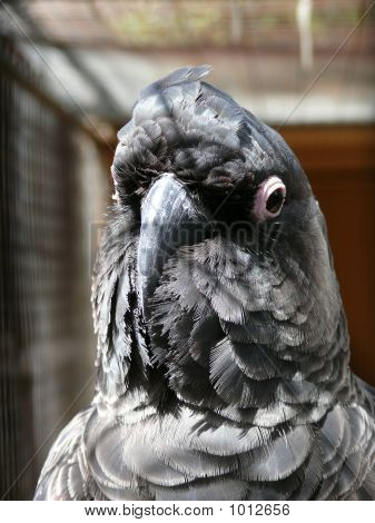 Cacatua preta-rabo-branco