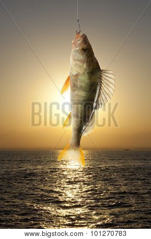 European perch (Perca fluviatilis). Against the background of the river