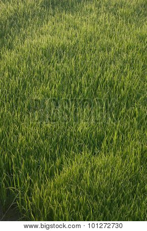 wet green rice exposed to rain