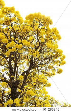 Yellow Flower Tree