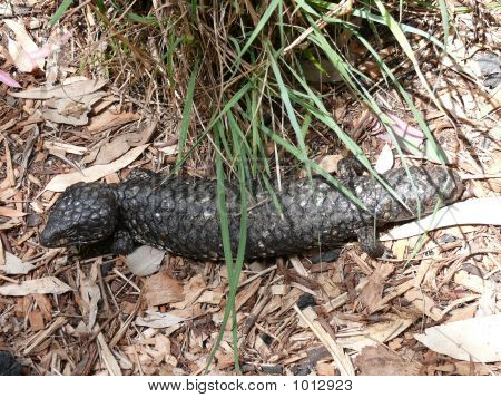 Stumpy Schwanz Eidechse