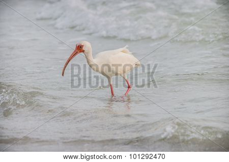 White Ibis