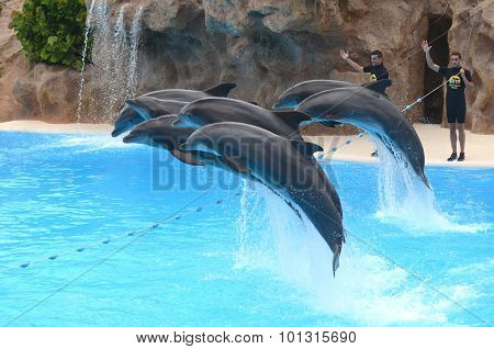 Dolphin show in Loro Park in Puerto de la Cruz on Tenerife