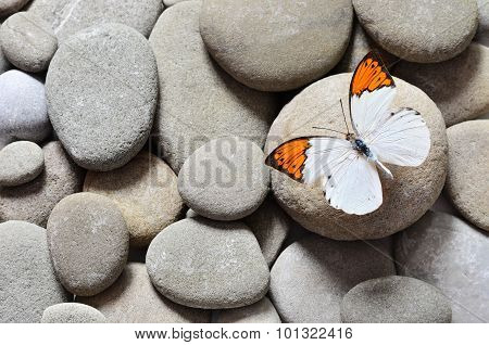 The great Butterfly on stones