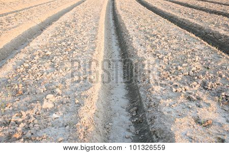 Soil
