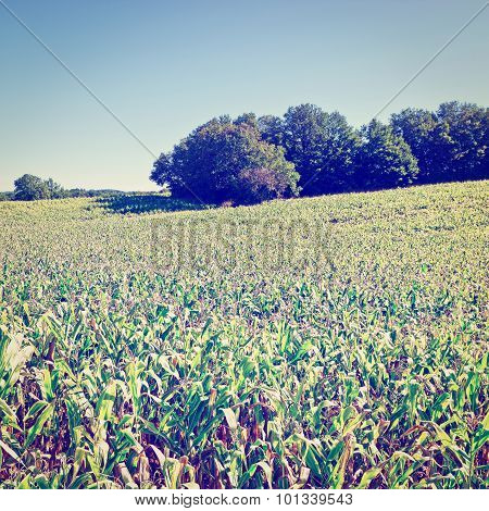 Corn