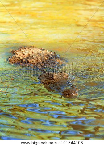 Crocodile In Baringo Lake