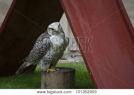 White Hawk