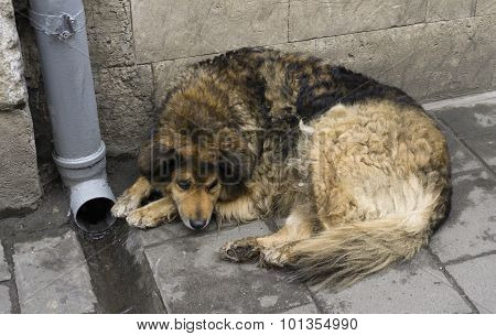 Dog On The Street