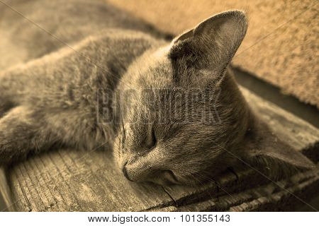 Young Tired Gray Cat Sleeping On Bench Warm Filtered