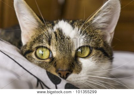 Cat Home Portrait