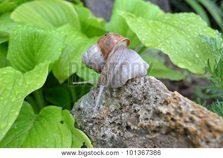 Snail in the garden